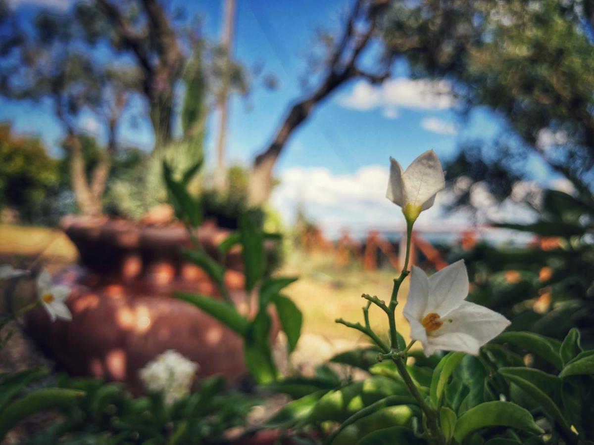Grove Cottage: Immersed In Nature & Close To Town Città della Pieve Buitenkant foto